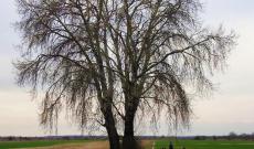 A Mezőgecse határában álló hatalmas nyírfa