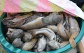 A halak sütésre várnak